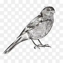 手绘动物-空若网 手绘动物-空若网