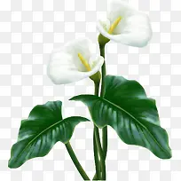 »¨»ÜʸÁ¿Í¼ËزÄ×°ÊÎ-¿ÕÈôÍø »¨»ÜʸÁ¿Í¼ËزÄ×°ÊÎ-¿ÕÈôÍø