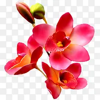 卡通装饰素材鲜花花草-空若网 卡通装饰素材鲜花花草-空若网