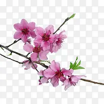 水彩花卉素材手绘花草素材-空若网 水彩花卉素材手绘花草素材-空若网