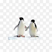 白色企鹅素材-空若网 白色企鹅素材-空若网