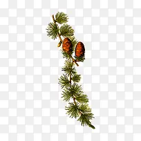 松树上的松塔-空若网 松树上的松塔-空若网