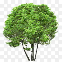 高清摄影绿色的大树草木-空若网 高清摄影绿色的大树草木-空若网