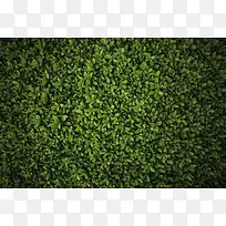 绿色菜地草木植物高清摄影-空若网 绿色菜地草木植物高清摄影-空若网