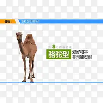 骆驼型忍耐能力-空若网 骆驼型忍耐能力-空若网
