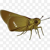 棕色花纹飞蛾矢量素材-空若网 棕色花纹飞蛾矢量素材-空若网