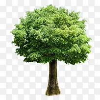 新鲜绿树免抠阳光-空若网 新鲜绿树免抠阳光-空若网