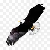 ������յ���ӥ-������