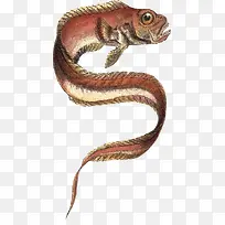 古老的鱼插画-空若网 古老的鱼插画-空若网