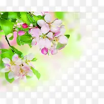 景深摄影红色的桃花效果-空若网 景深摄影红色的桃花效果-空若网