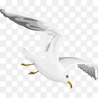 飞翔海鸥装饰设计-空若网 飞翔海鸥装饰设计-空若网