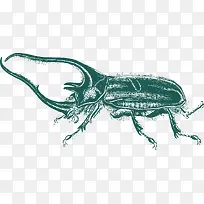 尖角长毛天牛-空若网 尖角长毛天牛-空若网