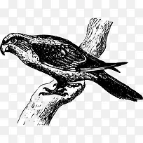 树枝上的鸟矢量图-空若网 树枝上的鸟矢量图-空若网