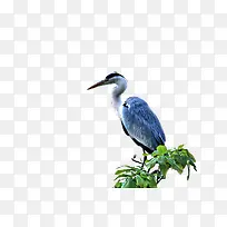 ��֦�ϵĺ���-������