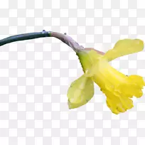 花卉计算机软件-水仙花-空若网 花卉计算机软件-水仙花-空若网