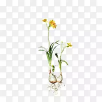 水仙花切花植物鳞茎水仙花-空若网 水仙花切花植物鳞茎水仙花-空若网
