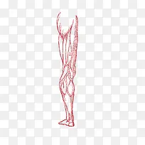 手绘大腿组织设计素材-空若网 手绘大腿组织设计素材-空若网