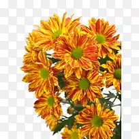 切花菊花-空若网 切花菊花-空若网