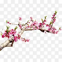 桃花高清免扣素材-空若网 桃花高清免扣素材-空若网