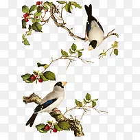 ��֦����-������