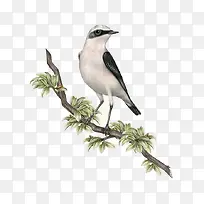 树枝和鸟-空若网 树枝和鸟-空若网