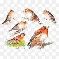 小鸟和树枝-空若网 小鸟和树枝-空若网