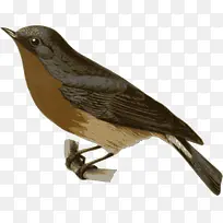 麻雀和树枝-空若网 麻雀和树枝-空若网