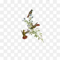 С�����֦-������