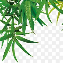 Öñ×ÓÒ¶×ÓËØ²ÄͼƬ-¿ÕÈôÍø Öñ×ÓÒ¶×ÓËØ²ÄͼƬ-¿ÕÈôÍø