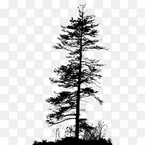 枯木树枝PNG素材05-空若网 枯木树枝PNG素材05-空若网