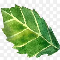 水彩画叶子-空若网 水彩画叶子-空若网