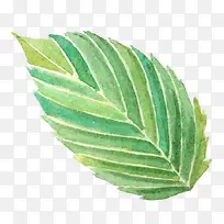 水彩画叶子-空若网 水彩画叶子-空若网