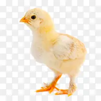 动物特写-空若网 动物特写-空若网