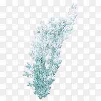 积雪松树枝-空若网 积雪松树枝-空若网