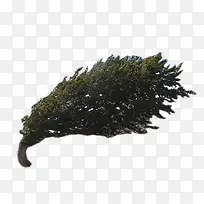 被风吹歪的树-空若网 被风吹歪的树-空若网