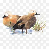 在湖面的鸳鸯-空若网 在湖面的鸳鸯-空若网