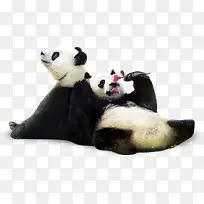 可爱大熊猫素材-空若网 可爱大熊猫素材-空若网