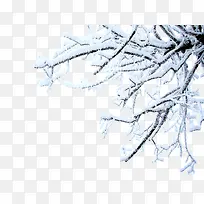 ��ѩ����֦-������