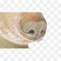 棕色的狗鼻子-空若网 棕色的狗鼻子-空若网