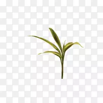 植物茎叶花草-空若网 植物茎叶花草-空若网