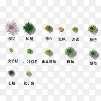 茂盛的乔木树顶-空若网 茂盛的乔木树顶-空若网