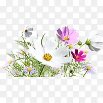 彩色烂漫春天花朵-空若网 彩色烂漫春天花朵-空若网