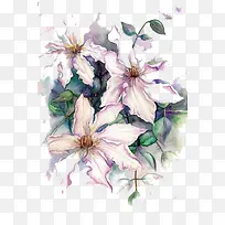 水彩鲜花-空若网 水彩鲜花-空若网