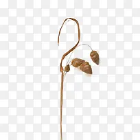 �ɿ���Ҷ-������