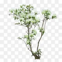 桂树-空若网 桂树-空若网