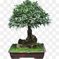 桂树盆景-空若网 桂树盆景-空若网