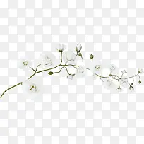 ��ɫ��÷-������