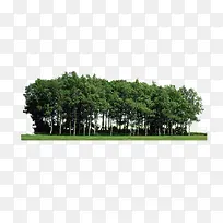 树林-空若网 树林-空若网