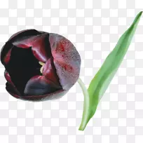 黑色郁金香插花艺术-郁金香-空若网 黑色郁金香插花艺术-郁金香-空若网