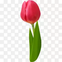 切花郁金香红夹艺术-郁金香-空若网 切花郁金香红夹艺术-郁金香-空若网